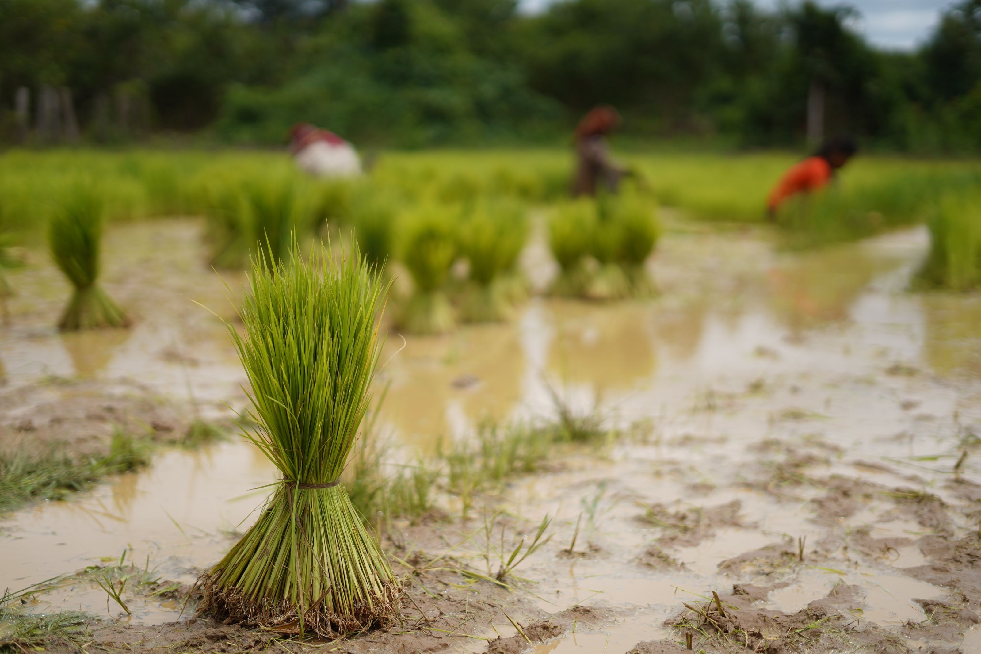Freshly bundled rice seedlings in a wetland paddy, farmers at work beyond. Photo credit: IBIS Rice