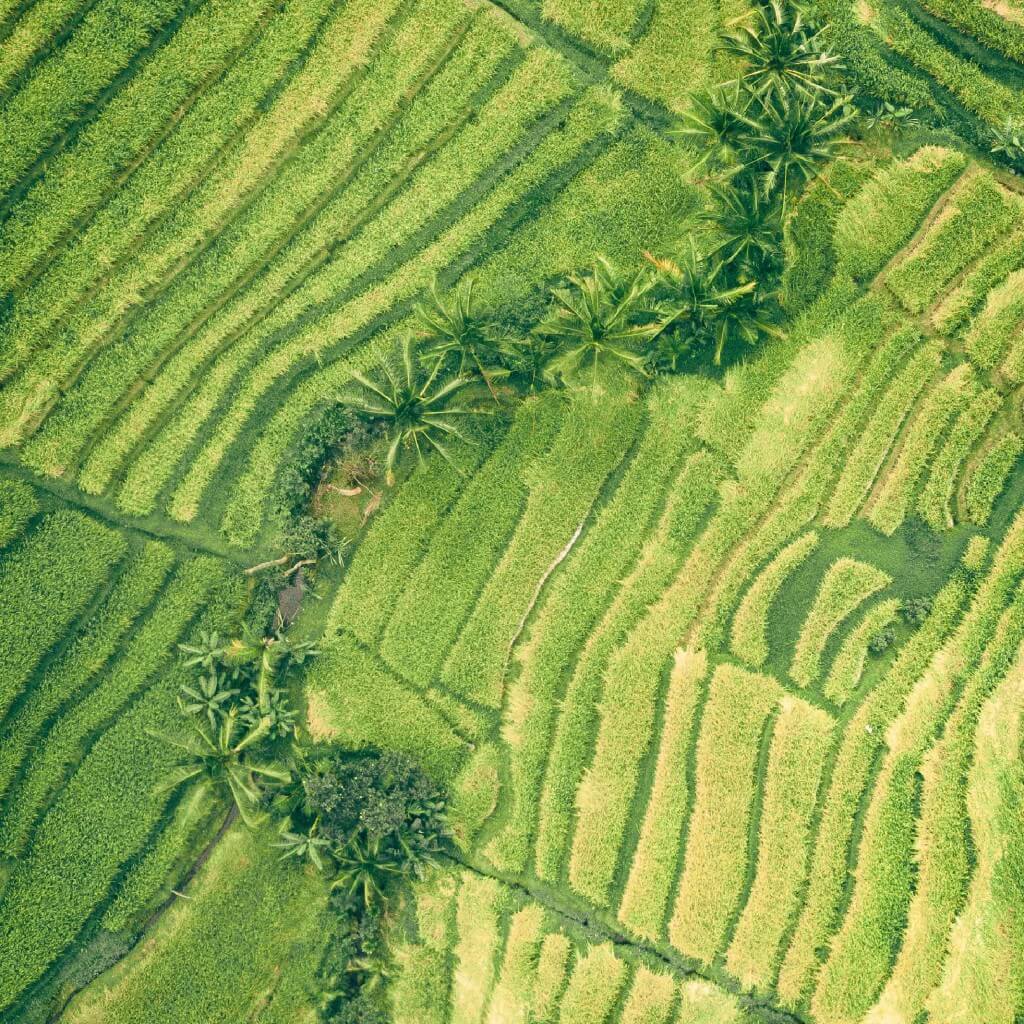 IBIS Rice: Conservation Through Community Partnership