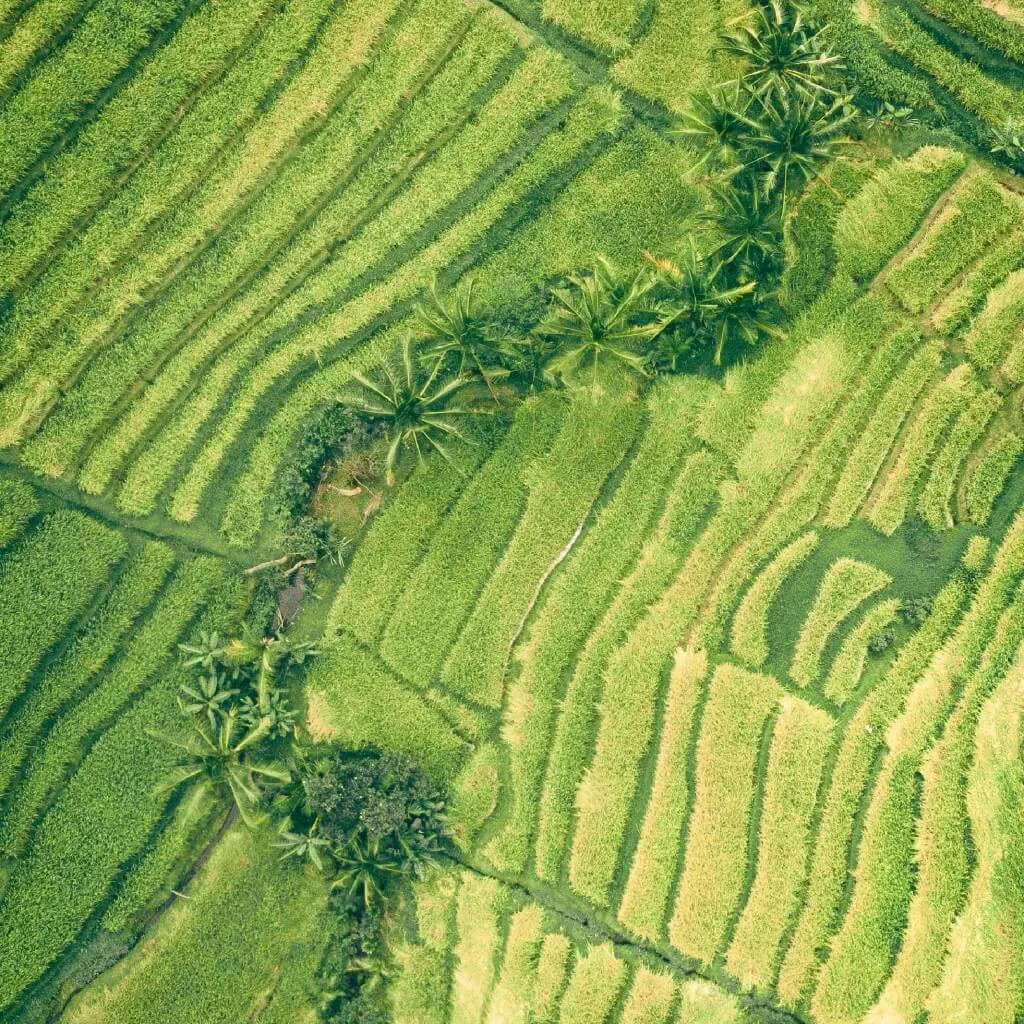 IBIS Rice: Conservation Through Community Partnership